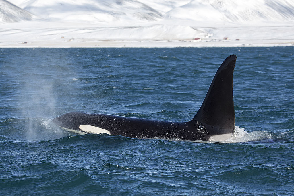 La concurrence mères-filles chez les orques expliquerait leur ménopause