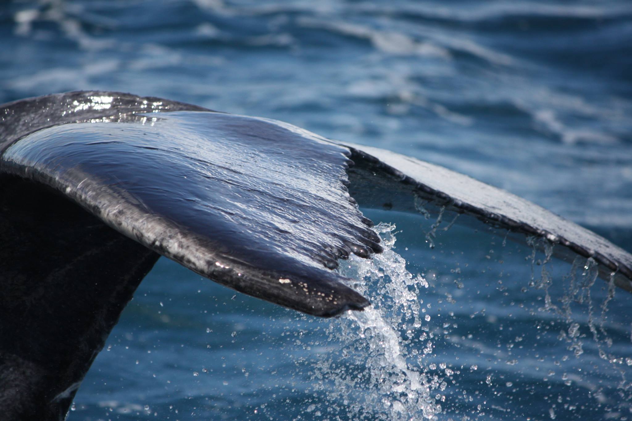 Des touristes embrassent une baleine : la vidéo buzz qui fait débat