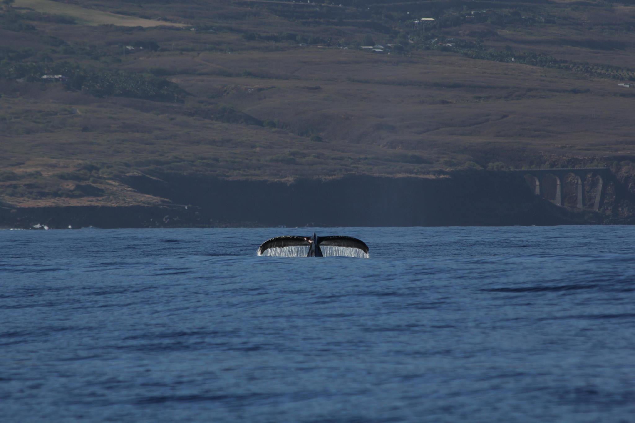 Pourquoi les baleines sautent-elles ? Les scientifiques ont enfin la réponse