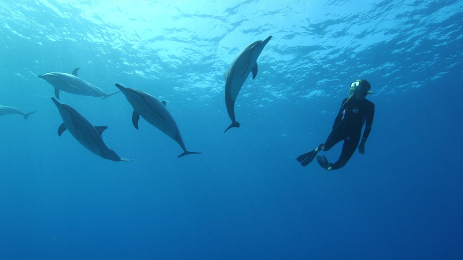 Thalassa : Dauphins, le grand spectacle! 24/02/2017 à 20h55