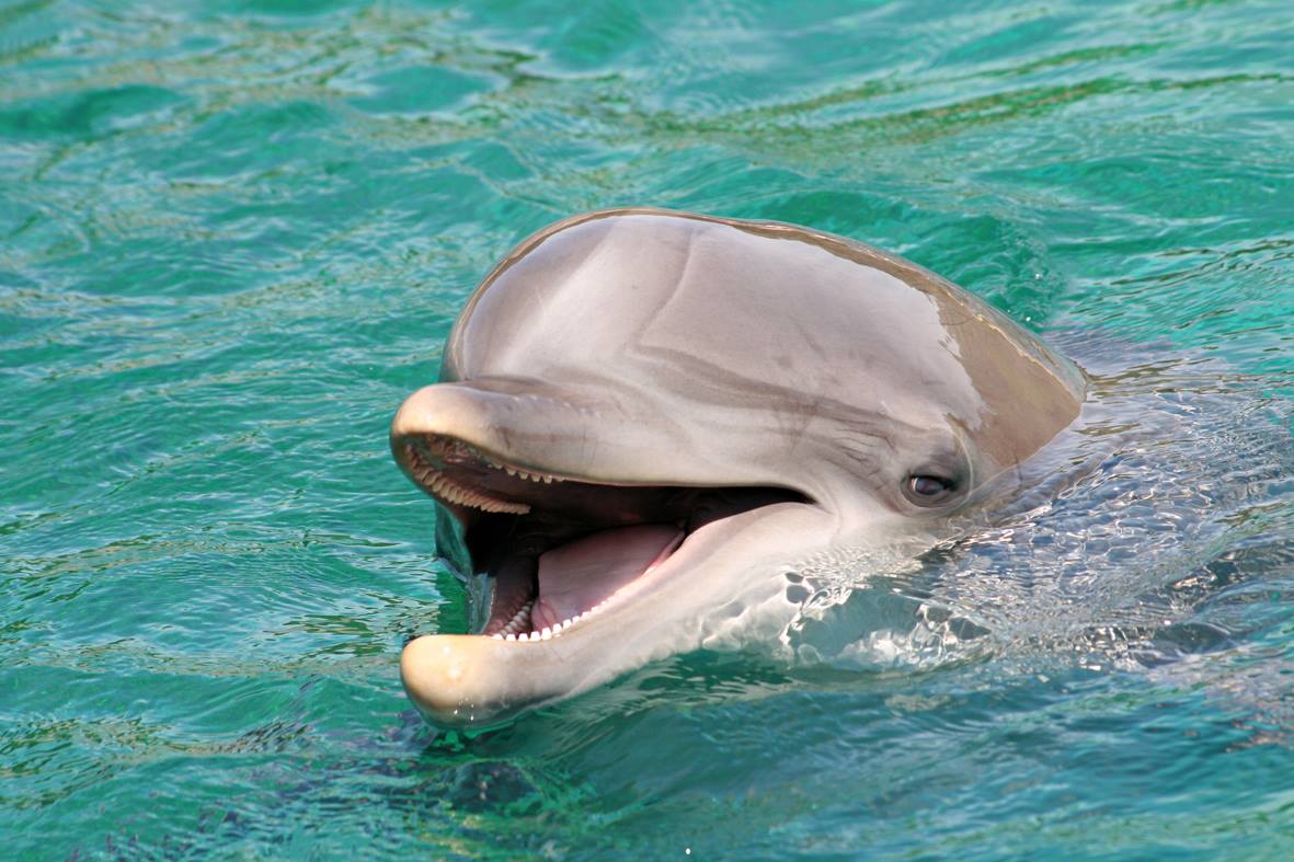 Victoire pour les cétacés – Pigeon Island : Vote à l’unanimité contre l’ouverture d’un nouveau delphinarium !
