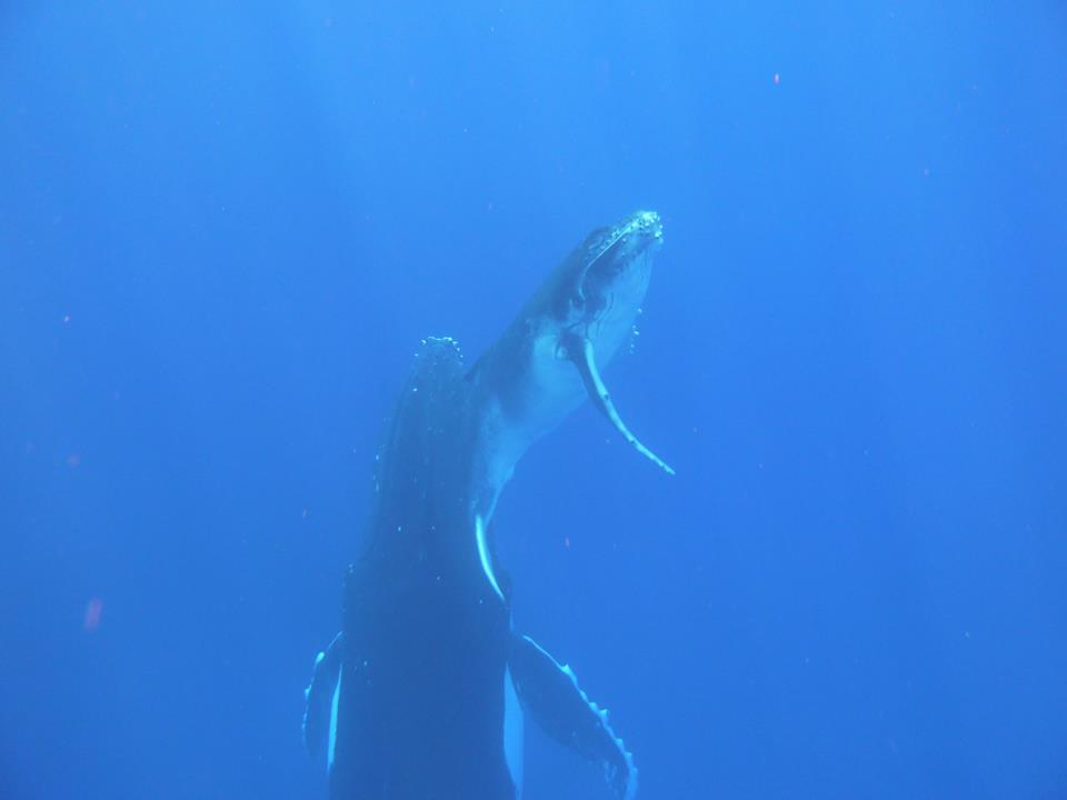 Des baleines plus sensibles à l’activité humaine que ce qui était soupçonné
