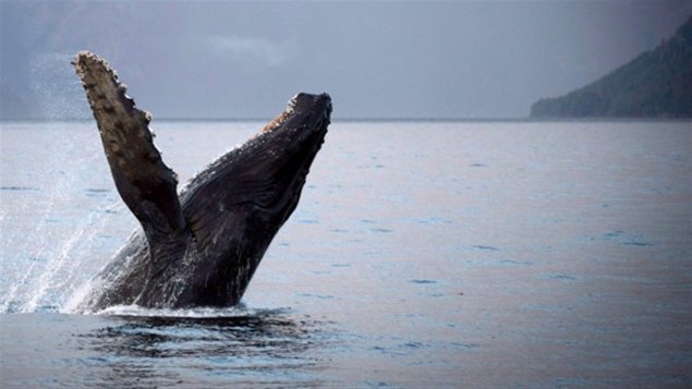 Canada : Des baleines en hiver