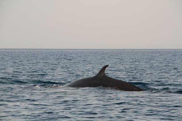 Chasse annuelle : 333 baleines tuées au Japon