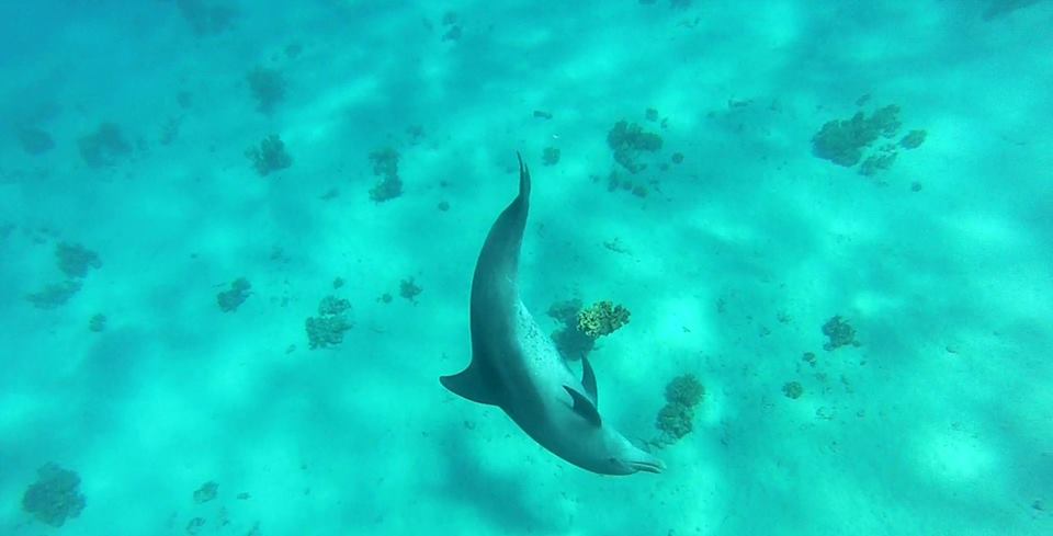 La Russie a l’intention d’interdire les spectacles de dauphins ambulants