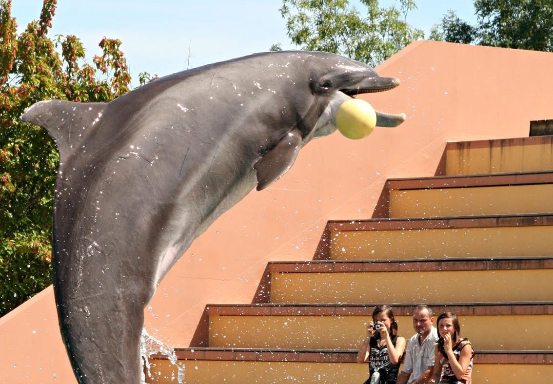 Roumanie – Des dresseurs de delphinarium demandent moins de performances aux dauphins, mais pas que…