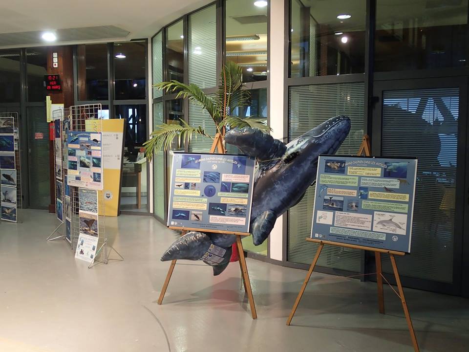 L’expo « Aimer les cétacés, c’est respecter leur liberté », à la médiathèque de Baie Mahault (Guadeloupe), mars 2017…