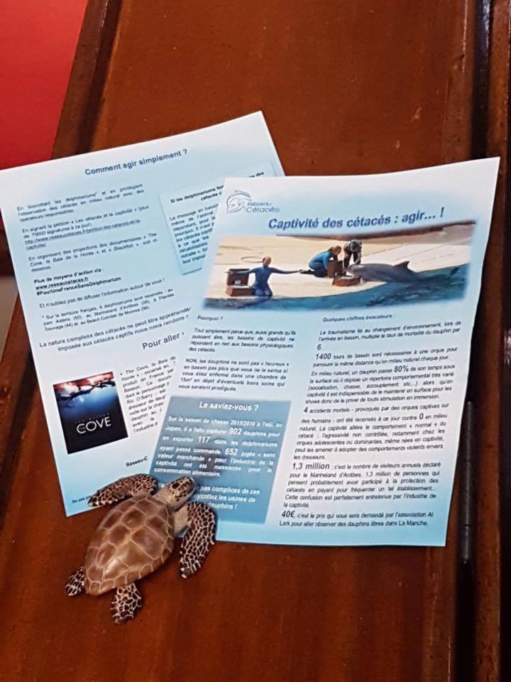 La brochure « Captivité des cétacés : agir » à disposition des écovolontaires de Cybelle Planète… !