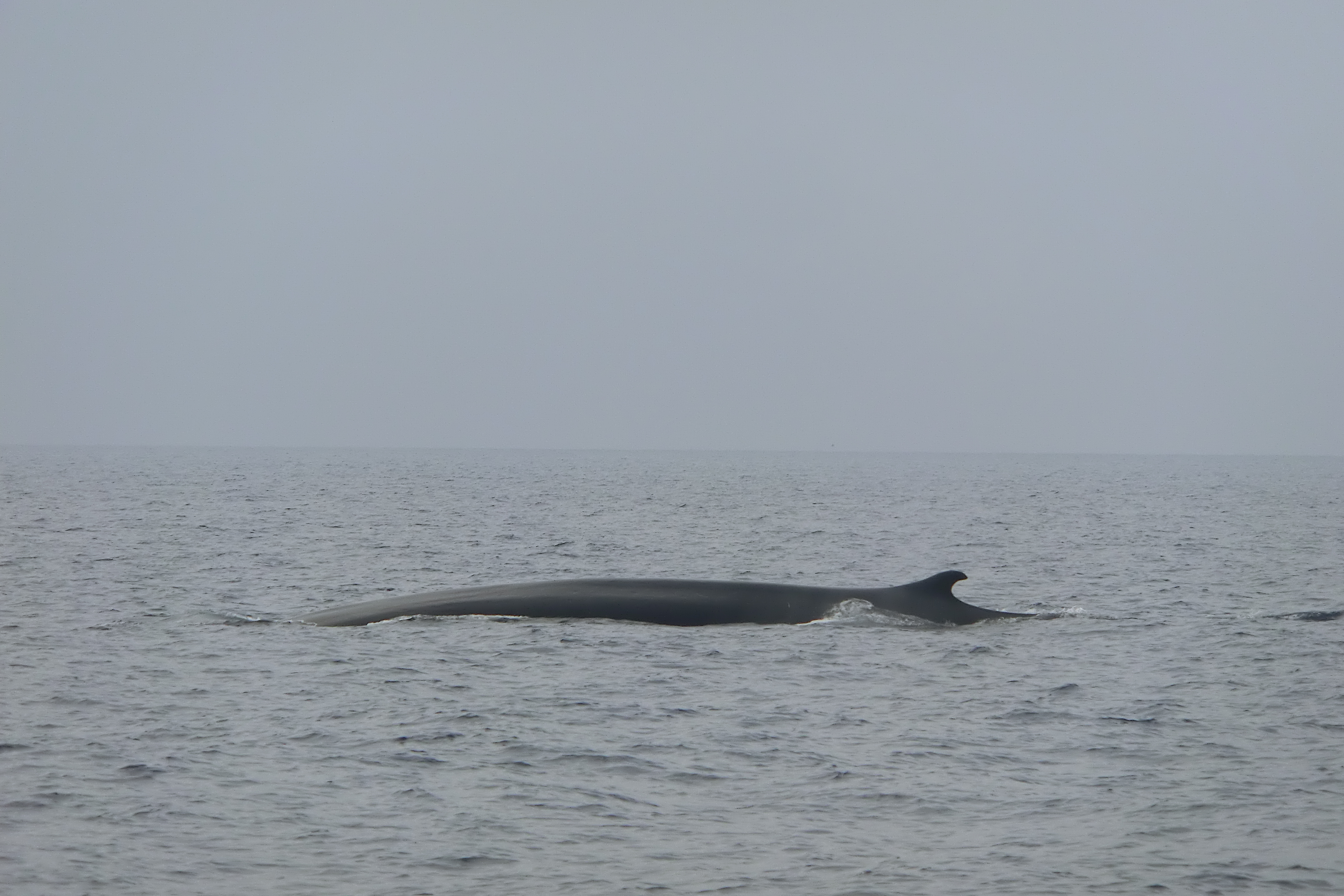 Six-Fours-les-Plages (83) – 26/04/2017 : Conférence « Baleines et dauphins du Sanctuaire Pelagos »