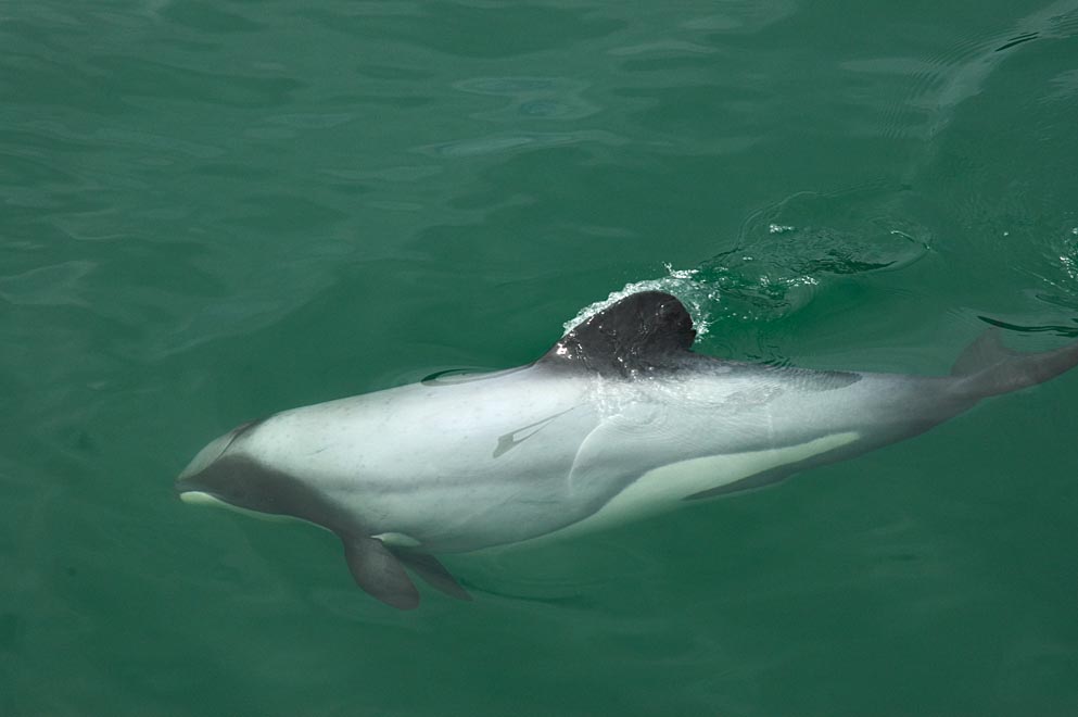 Nouvelle-Zélande : le dauphin Maui risque de disparaître…