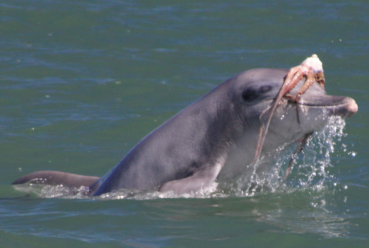 Des scientifiques découvrent les techniques incroyablement complexes qu’utilisent les dauphins pour chasser et tuer les pieuvres…