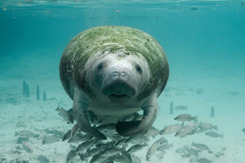 Les lamantins des Caraïbes ne sont plus en danger d’extinction