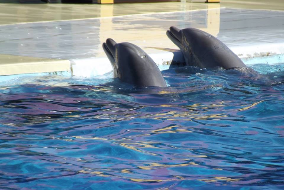 Vancouver interdit aux aquariums de garder en captivité les dauphins et les baleines