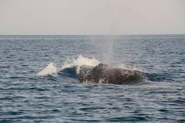 Observer les baleines au large de Bangkok, une rareté au royaume du tourisme de masse