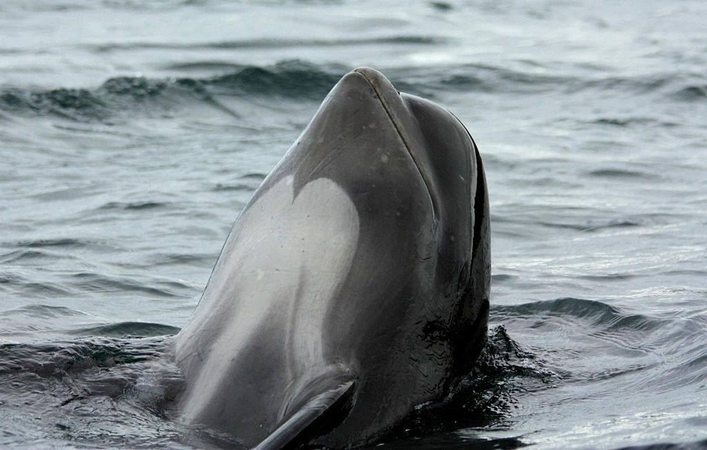 [ 🐬Pour bien commencer la semaine : Savez-vous quelles espèces de cétacés on peut rencontrer sur le littoral français ? ]