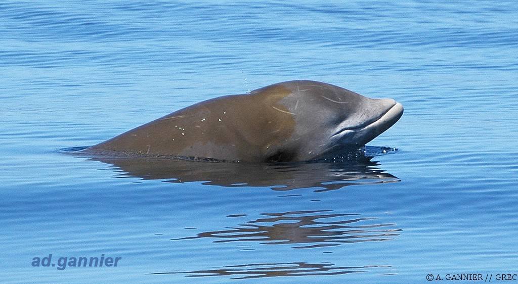 [ 🐳 Pour bien commencer la semaine : Savez-vous quelles espèces de cétacés on peut rencontrer sur le littoral français ? ]