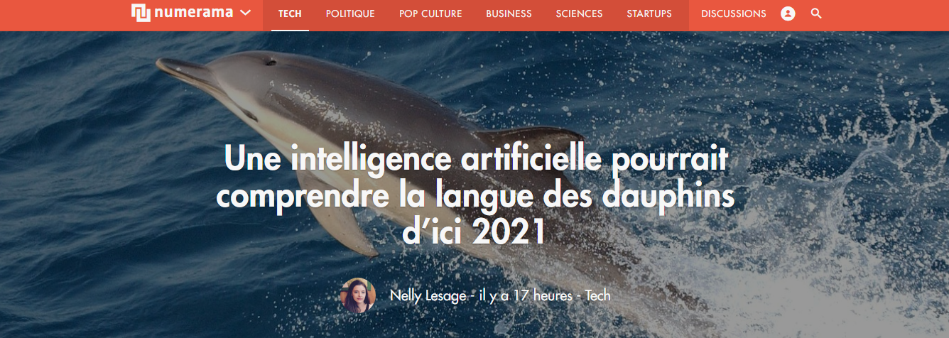 Une intelligence artificielle pourrait comprendre la langue des dauphins d’ici 2021