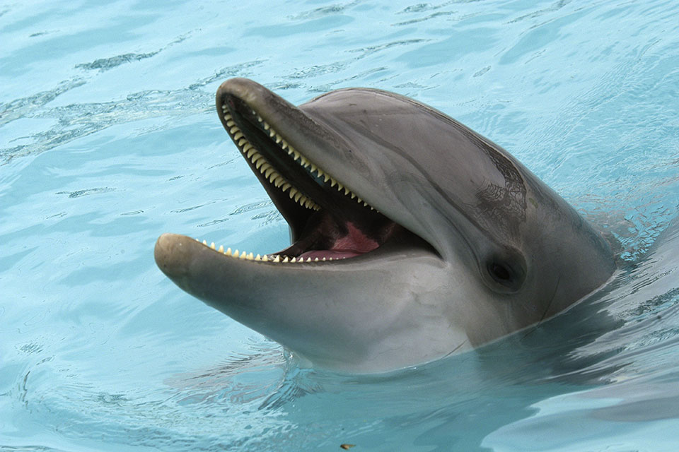 [ 🇬🇧 Traduction ] Mexique : les législateurs adoptent des réformes interdisant la captivité des cétacés à des fins de spectacle… !