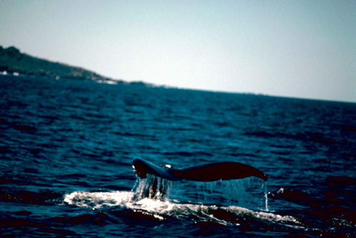 Mortalité inhabituelle de baleines à bosse sur la côte atlantique américaine