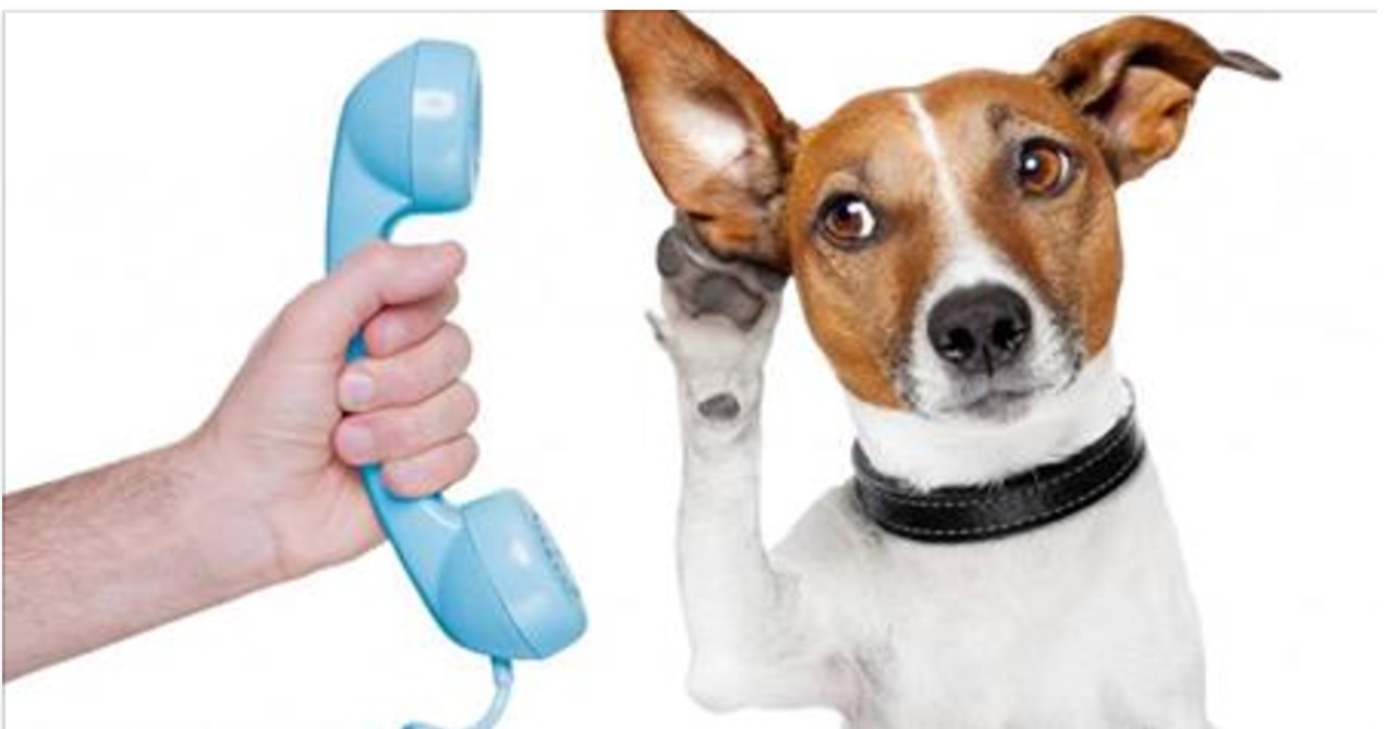 Conférence sur la Communication Animale : « un événement qui a du chien » !