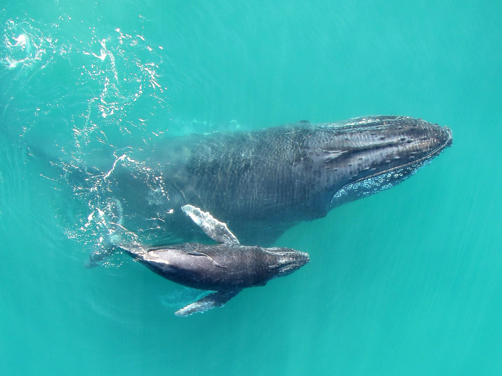 [ 🇬🇧 Traduction ] Des enregistrements révèlent que les bébés baleines à bosse ‘chuchotent’ à leur mère