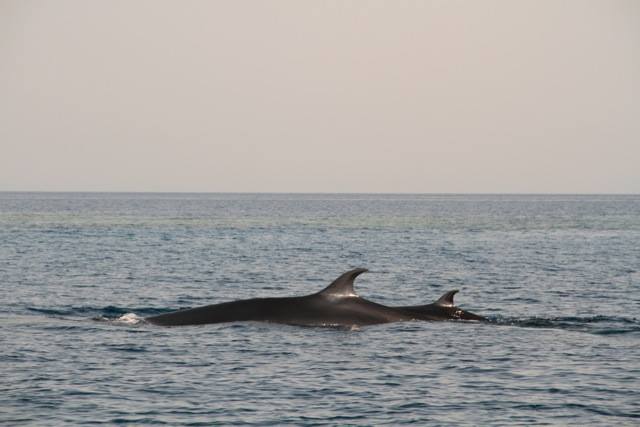 Méditerranée : rorquals et cachalots contaminés par des substances chimiques