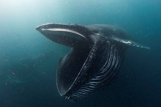 [ 🐳 Pour bien commencer la semaine : Savez-vous que les baleines se nourrissent de krill et de plancton ? ]