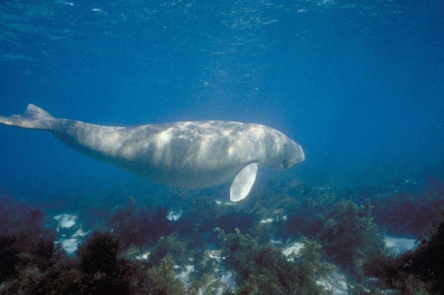 Les dugongs menacés de disparition par le braconnage (WWF)