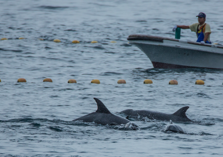 [ 🇬🇧 Traduction ] Deux nouvelles espèces ajoutées à la liste des dauphins chassés à Taiji