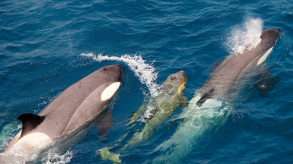 Dans le Pacifique Nord, les orques ont trouvé une façon très ingénieuse de se nourrir…