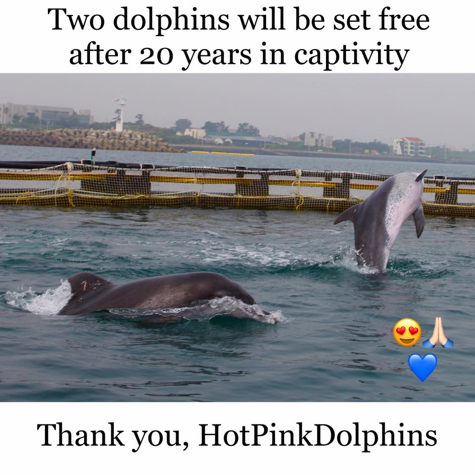 [ 🇬🇧 Traduction ] Corée du Sud : Deux dauphins libérés après 20 ans de captivité !