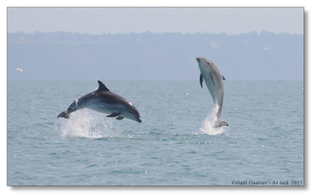 Quand les dauphins font le show dans la baie de Saint-Malo
