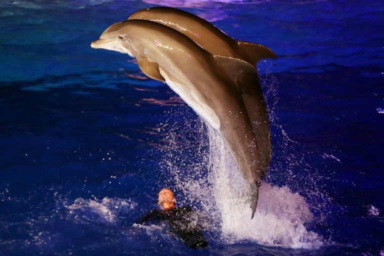 Reproduction des dauphins en captivité : décision mardi du Conseil d’Etat