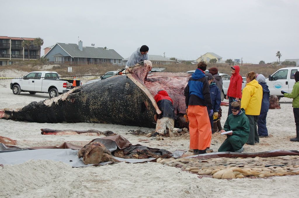 Canada – Deux baleines rares échouées aux Îles…
