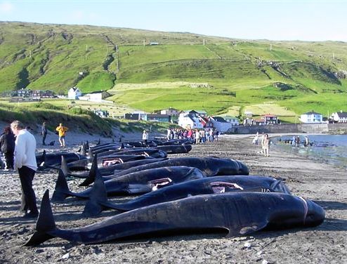 [ 🇬🇧 Traduction ] Les îles Féroé, le Taiji de l’Europe