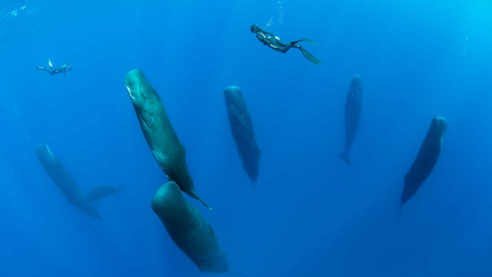 Un concours photo a récompensé ce fabuleux cliché de baleines qui somnolent…