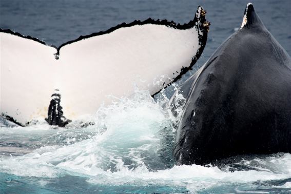 La Réunion : Nager avec les baleines, mais pas n’importe comment !