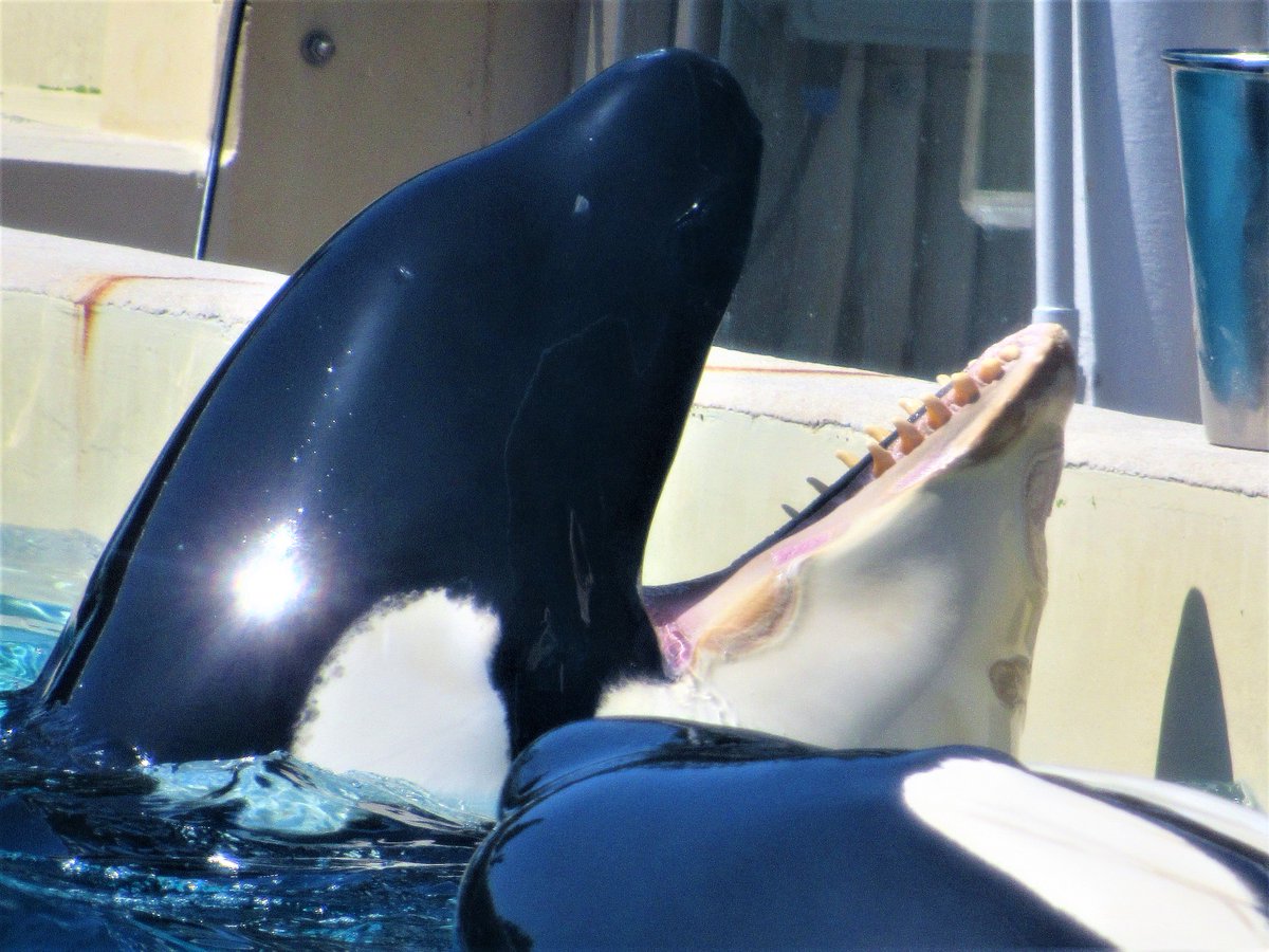 Kasatka, la doyenne des orques du parc SeaWorld, est décédée, et des photos la montrant avec des lésions à la mâchoire font polémique