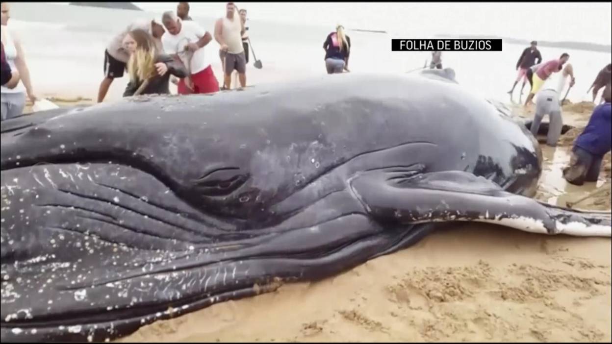 Brésil : Opération délicate pour remettre une baleine à bosse, échouée sur la plage, dans l’océan
