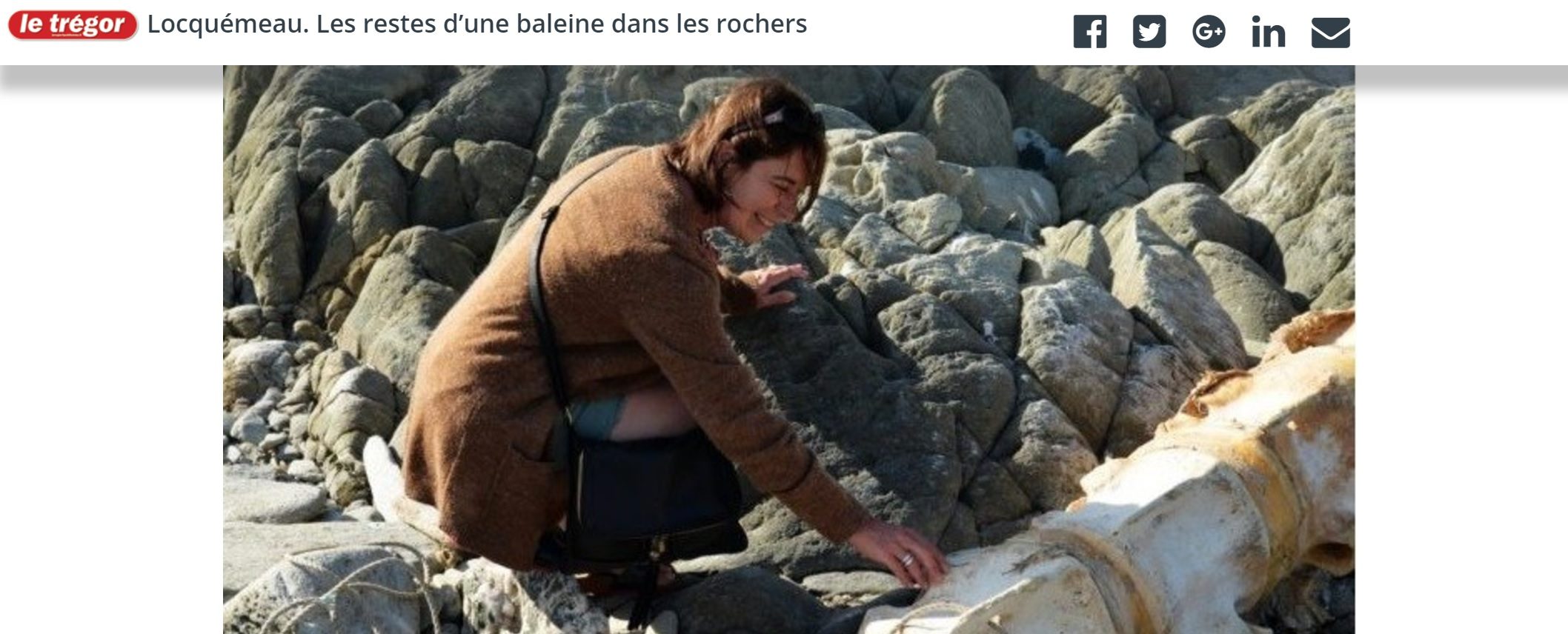 Locquémeau (Bretagne) : Les restes d’une baleine dans les rochers