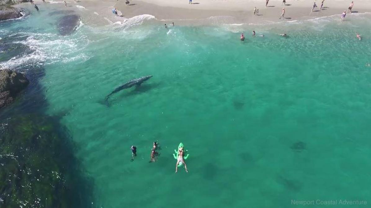 Californie : quand une baleine nage au milieu des baigneurs (vidéo)
