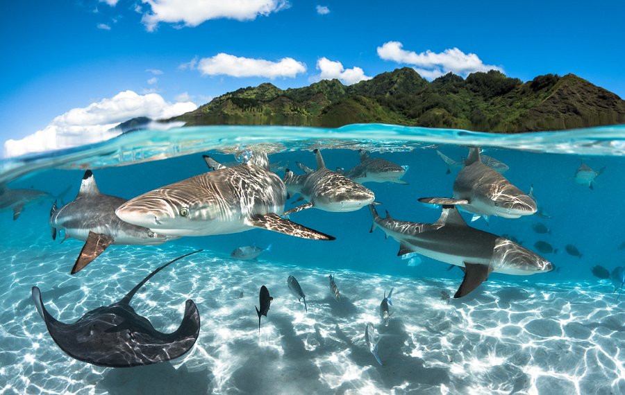 [ 🐬 Pour bien commencer la semaine : Grégory Lecoeur « Photographe nature de l’année » ]