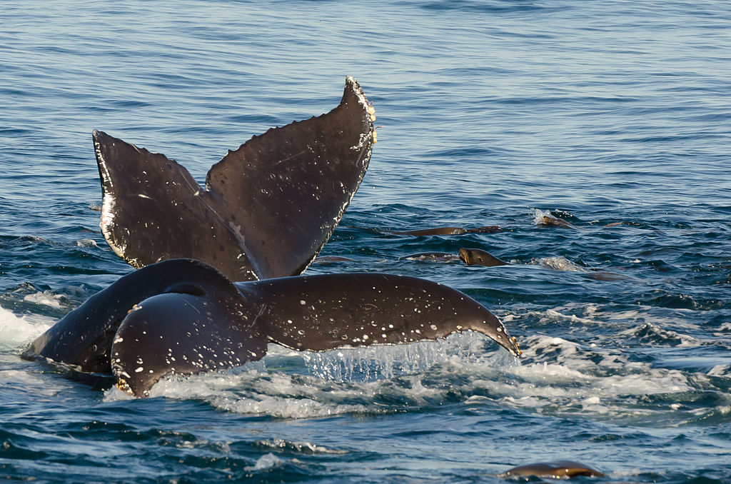 Baleines et dauphins, un lien étroit avec le peuple ma’ohi