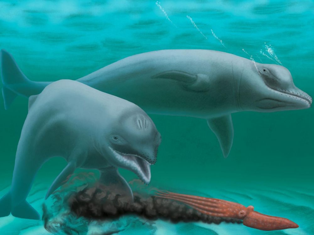 Etats-Unis : Découverte d’un fossile de dauphin nain et sans dent