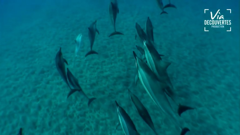 « Thalassa – Dauphinville : Vivre près des dauphins  »