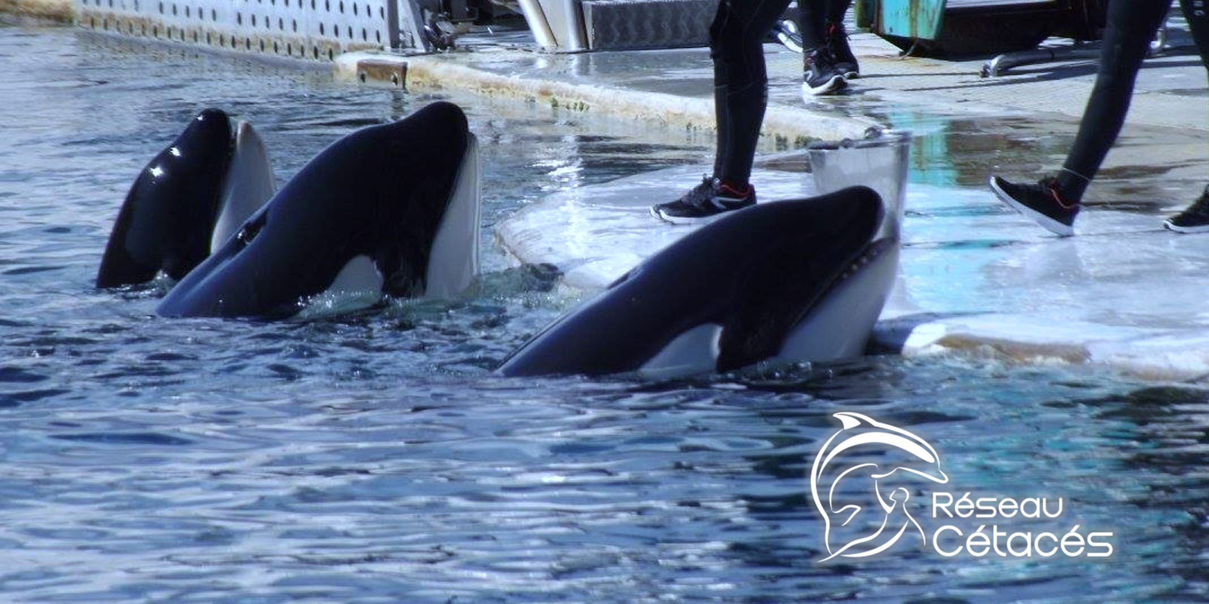 Ces nombreux pays dans le monde qui ont interdit les delphinariums