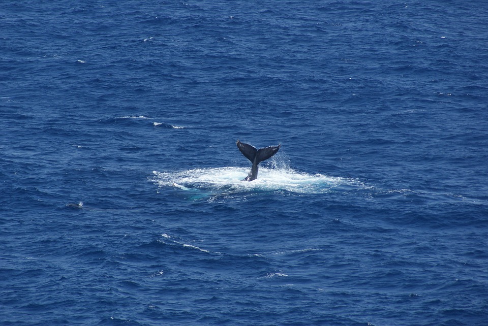 La baleine qui était coincée dans l’embouchure d’un fleuve en Russie retrouve la liberté