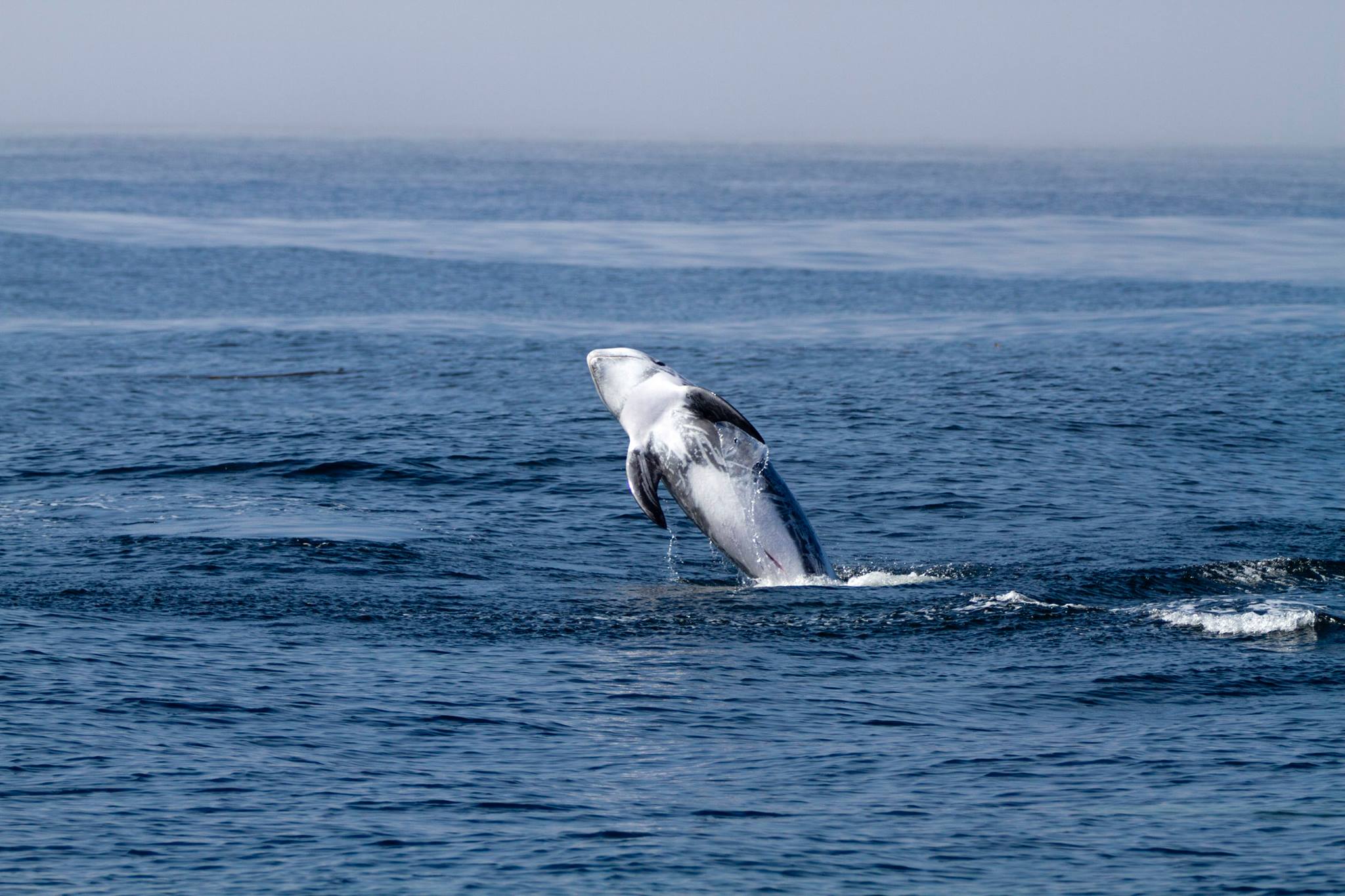 Le programme Remmoa va observer la faune marine des Antilles et de la Guyane