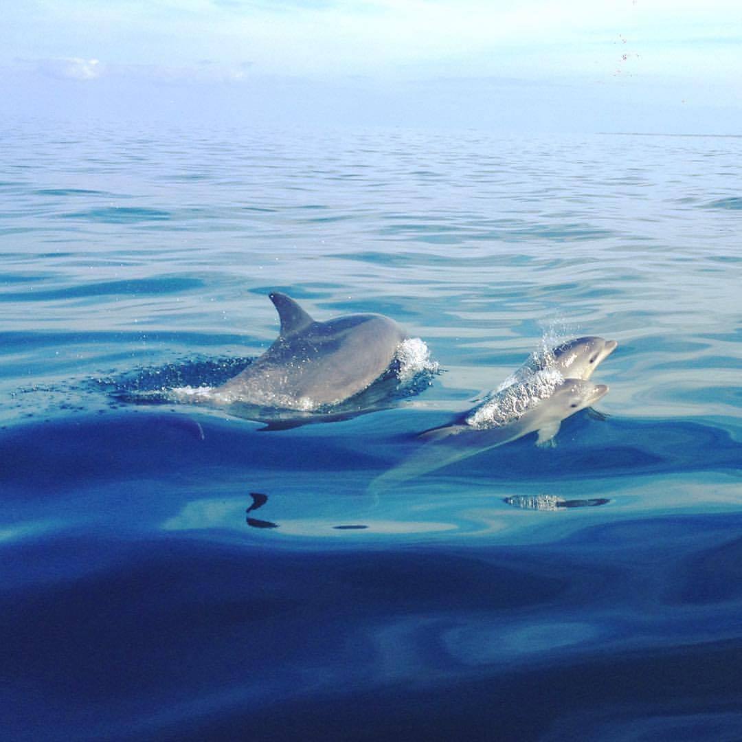 [ 🐬 Pour bien commencer la semaine : Savez-vous que le bébé dauphin naît en sortant sa nageoire caudale en premier ? ]