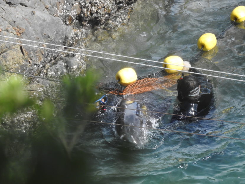 [ 🇬🇧 Traduction ] Une famille de dauphins de Risso en migration, massacrée dans la baie de Taiji